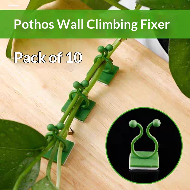 Clip Autoadesive per Piante Ra - Vine Climbing Plastic recensione e prezzo