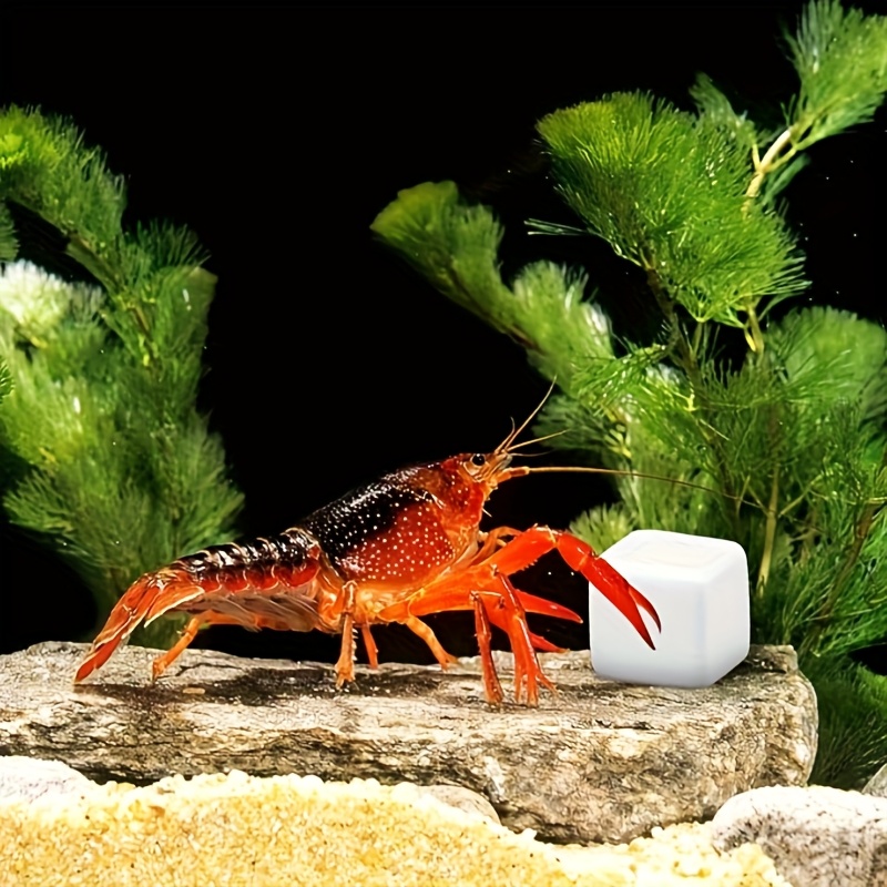 6 pezzi acquario calcio blocco - Calcium Powder Reptile recensione e prezzo